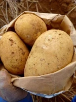 Potato