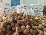 SEMI HUSKED COCONUTS