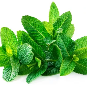 High Quality Mint Leaves south africa  Spices and Herbs