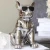 Import Electroplated French Bulldog Sculpture Electroplated Animal Statue Supports Customization from China