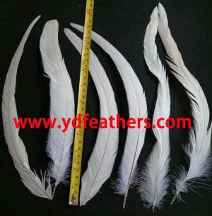Bleached black rooster tail/ cocktail for wholesale