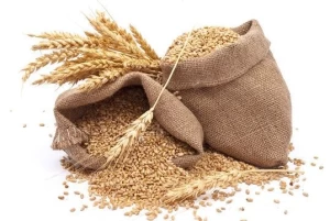 Premium Quality Wheat Grain for Animal Feed Purposes
