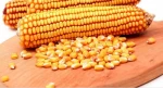 Maize