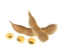 Premium Nigerian Soybeans – Non-GMO Food Grade Soy Bean