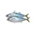 Import Ocean Harvested Frozen Mackerel With Uniform Size Selection For Wholesale Seafood Import And Export from South Africa