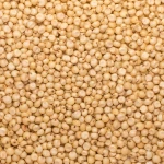 Quality White Sorghum Seeds Wholesale High Manufacturer New Best Material With Cheap Rate