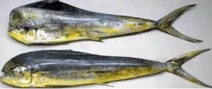 Premium Peruvian Entire Mahi Mahi