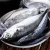 Import Ocean Harvested Frozen Mackerel With Uniform Size Selection For Wholesale Seafood Import And Export from South Africa