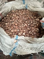 Betenuts