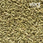 Organic Fennel Seeds (Semillas de Hinojo Orgánicas / بذور الشمر العضوية)