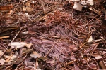 copper for sale