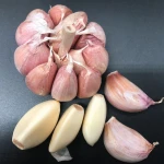 Garlic fresh garlic supplier wholesale price normal white organic raw fresh garlic