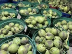 Fresh green young coconut Top quality