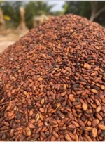Cocoa Beans