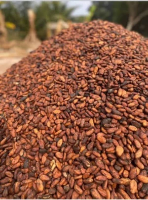 Cocoa Beans