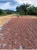 Import Cocoa Beans from Canada