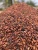Import Cocoa Beans from Canada