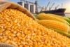 YELLOW GMO CORN
