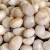 Import Premium Bulk Macadamia Nuts Fresh Roasted Macadamia Nuts Perfect For Wholesale Sale High Quality Rich Flavor from South Africa