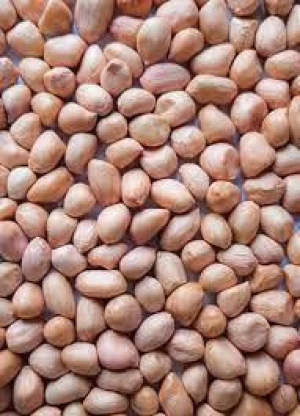 Premium Grade Peanuts for Sale – Raw, Roasted, or Blanched | Wholesale Supplier