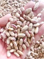 Long / Round type Best Quality Red Color Sugar beans Light Speckled Kidney Beans