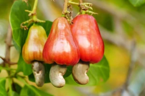 Cashew nuts