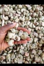 Raw cashew nuts