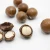 Import Premium Bulk Macadamia Nuts Fresh Roasted Macadamia Nuts Perfect For Wholesale Sale High Quality Rich Flavor from South Africa