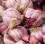 Import ORGANIC GARLICS from South Africa