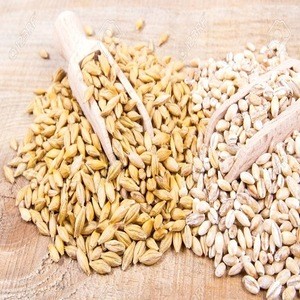 100% Barley Seeds/Animal feed barley/bulk barley grains for sale