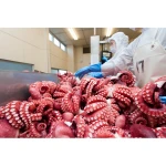 10kg steamed plump texture octopus wholesale dish seafoods and frozen food