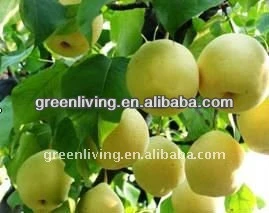 2013 top quality fresh golden pear (from china)