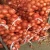 Import 2018 fresh onion export to dubai from China