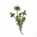 2018 New Arrival Latest Spring Green Brooch Dandelion Plants Branches Women Dress Scarf Accessory Brooch