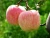 Import 2020 China sweetest cheap healthy fuji apple from China