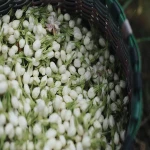2020 good quality 100% New nature  Herb Blooming Tea Jasmine