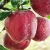 Import 2021New Fresh Chinese Crispy Red Delicious Fruit Apple Huaniu Apple from Gan Su 0.25,0.25 Kg I Grade Sweet 8 Cm from China