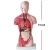 Import 26cm Mini human Torso Model 15 Parts for medical teaching and training on human anatomy from China