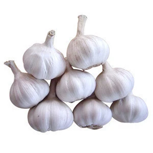 3-7cm fresh white garlic natural garlic price