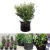 Import 5 Pack Breathable Nonwovens Fabric Pots 1 3 5 7 10 15 30 Gallons Grow Bags from China