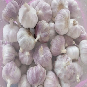 62454874300 1/6  New Crop Garlic Chinese fresh garlic pure white garlic price