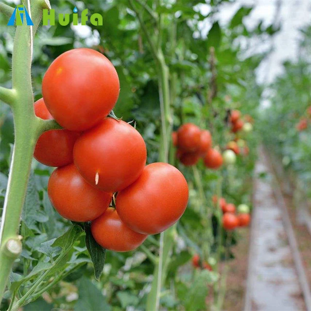 Agricultural Multi-span Tomato Greenhouse