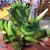 Import amusement park rides remote control robotic dino rides from China
