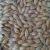 Import Barley from United Kingdom