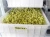 Import Bean Sprout Growing Machine Bean Sprout Machine Soybean sprout /mung bean sprout from China