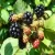 Import berries iqf frozen blackberry fruit from China