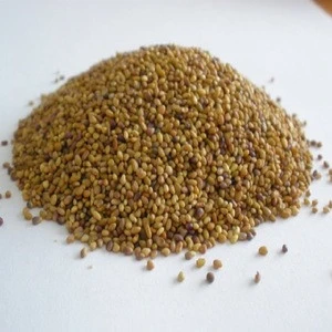 Best Quality Alfalfa Seeds in Growing Animal Feed Grass