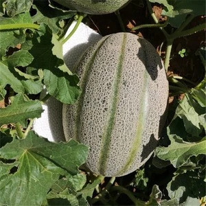 Best Quality Hybrid F1 Heat Resistant Sweet Melon Seeds For Planting Green Pearl