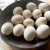 Import Best Quality Organic Fresh Ostrich Chicks And Ostrich Eggs For Sale from South Africa