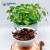 Import Best-selling Chinese Organic Big Leaf fenghuang black Tea Healthy Slimming black Tea from China
